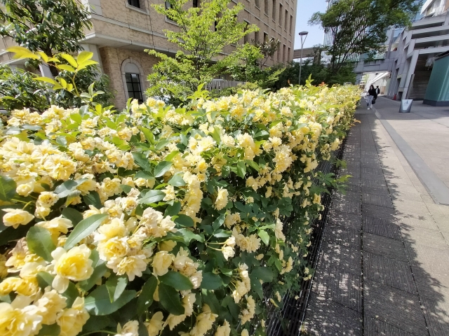 みなとパーク芝浦